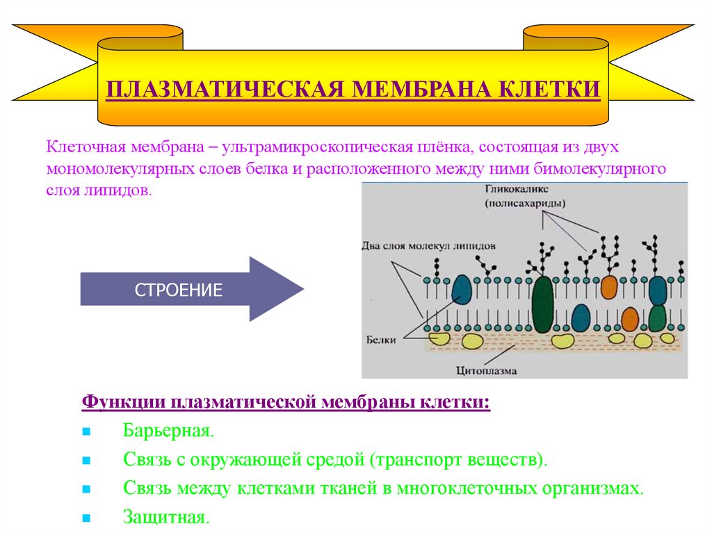 Объект клеточная мембрана процесс. Плазматическая мембрана клетки строение и функции. Функции плазматической мембраны. Плазматическая мембрана строение органоида.