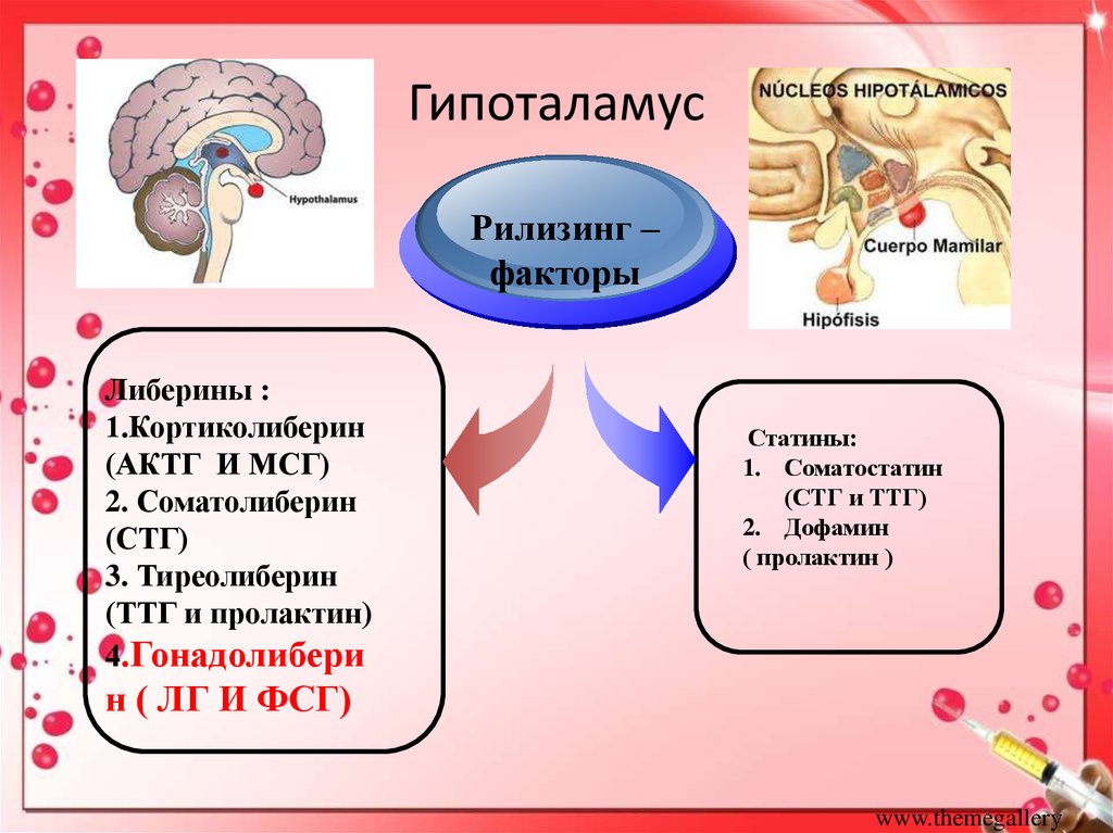 Репродуктивная система 8 класс. Рилизинг факторы гипоталамуса. Гипоталамус релизинг фактуры. Гипоталамические рилизинг факторы. Рилизинг гормоны гипоталамуса.