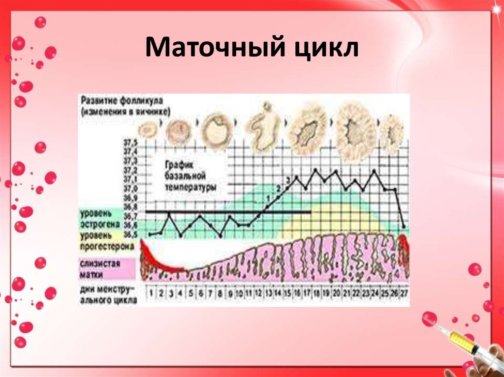 Маточный цикл. Фазы маточного цикла. Маточный цикл 4 фазы схема. Регуляция маточного цикла. Перечислите фазы маточного цикла.