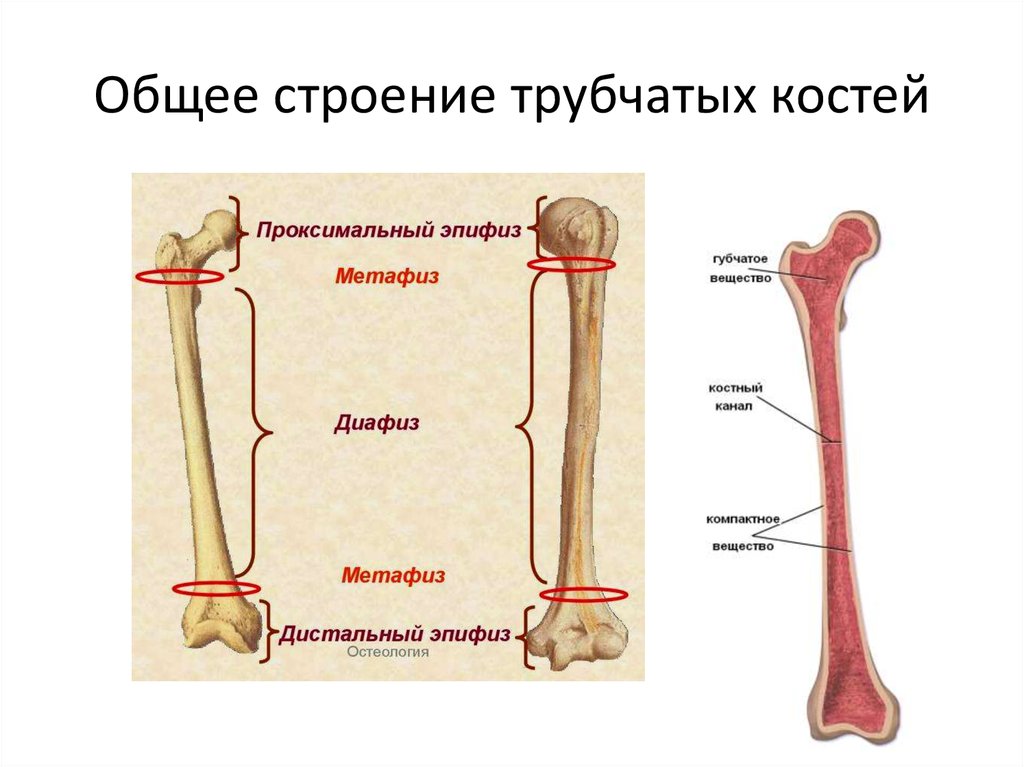 Тело длинной трубчатой кости. Бедренная кость эпифиз диафиз. Проксимальный метафиз бедренной кости. Эпифиз метафиз бедренной кости. Трубчатая кость строение метафиз.