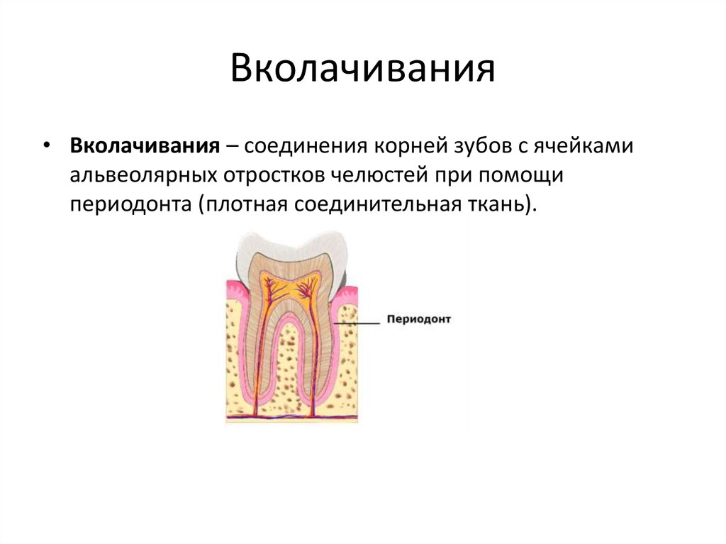 Соединен корень. Вколачивание анатомия. Вколачивание зубоальвеолярное соединение. Вколачивание соединение костей. Анатомия пример вколачиния.