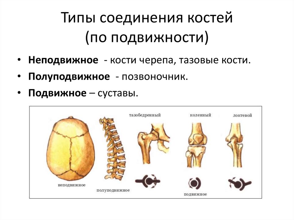 Примеры полуподвижных соединений. Типы соединения костей неподвижное и полуподвижное. Типы соединения костей подвижное. Неподвижные полуподвижные и подвижные соединения костей. Соединения костей неподвижные полуподвижные подвижные суставы.
