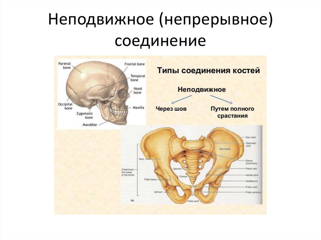 5 неподвижные соединения. Неподвижное соединение. Неподвижное соединение костей. Неподвижно соединены кости. Анатомия неподвижные соединения.