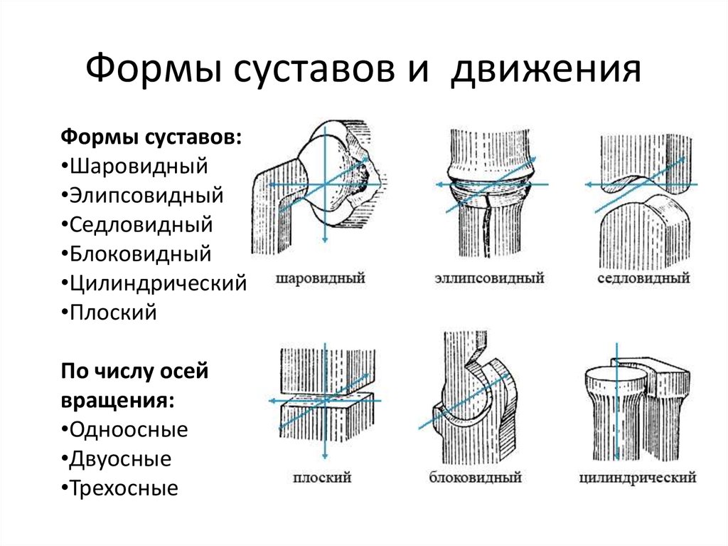 Сочленение суставов. Типы суставов по форме суставных поверхностей. Тип сустава по форме суставной поверхности. Цилиндрический сустав строение. Блоковидный сустав схема.