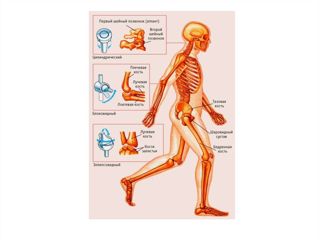 Скелетная система презентация на английском