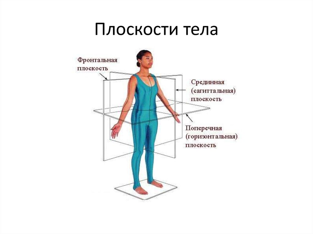 Фронтальная плоскость позвоночника