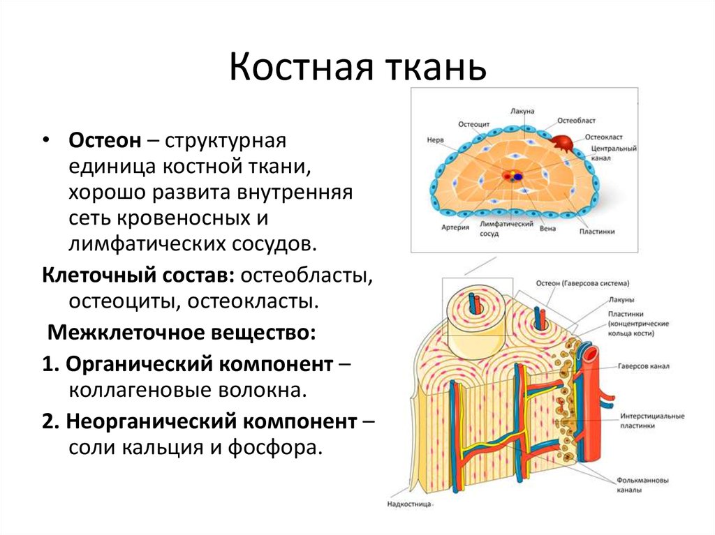 Остеон схема строения