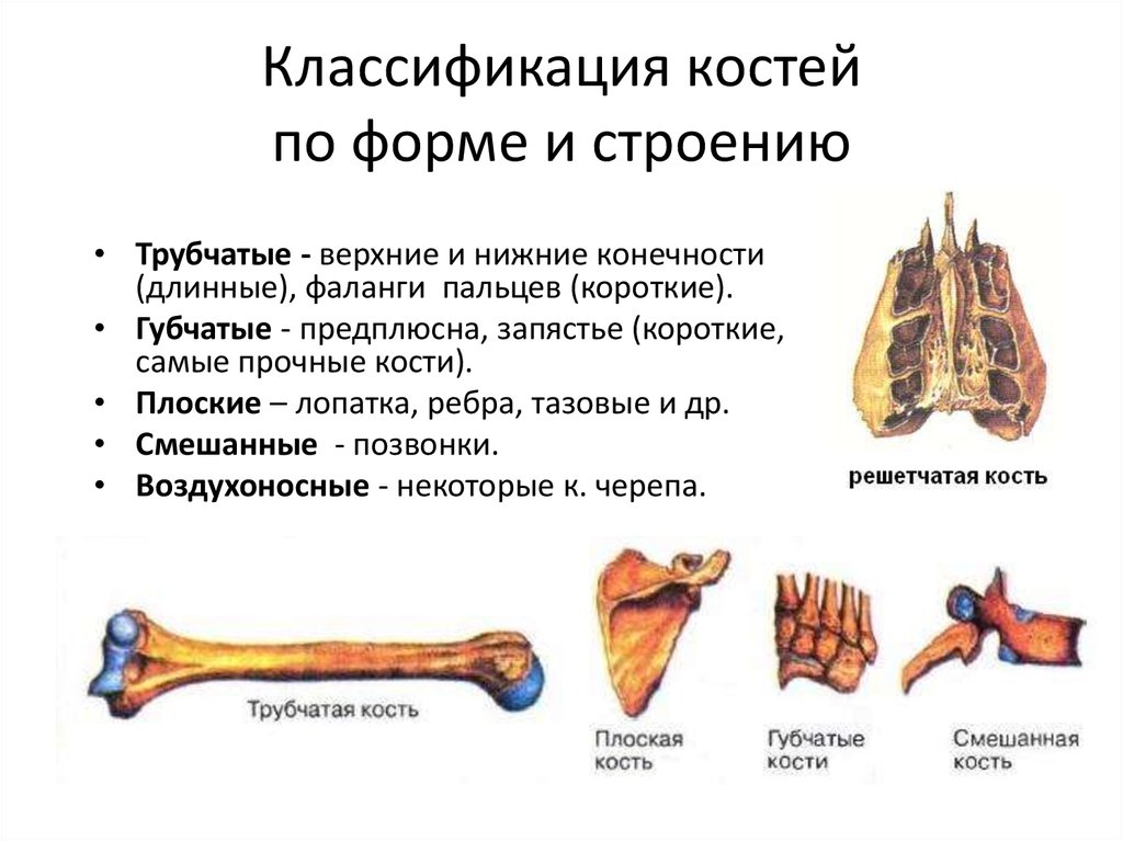 Трубчатые и губчатые кости. Строение кости и классификация. Классификация костей трубчатые губчатые смешанные. Строение кости классификация костей. Кости человека трубчатые губчатые плоские.