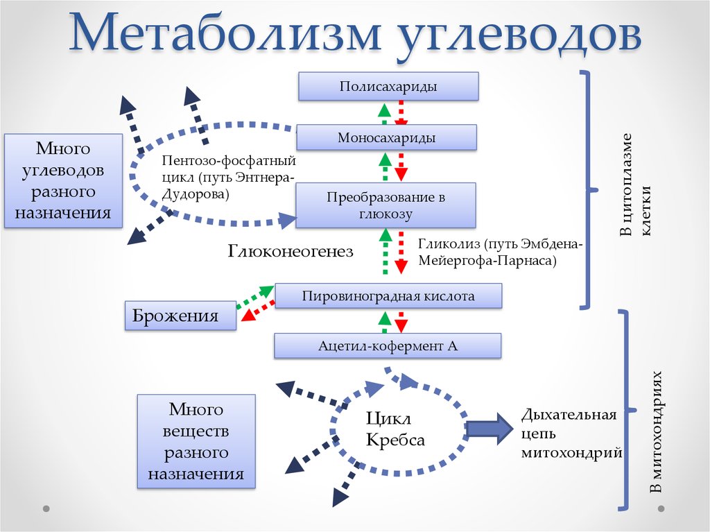 Основной обмен веществ презентация