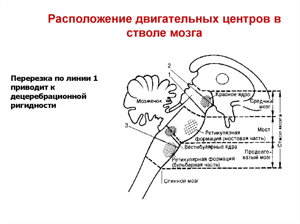 Двигательный центр продолговатого мозга. Двигательные центры ствола головного мозга. Двигательные ядра ствола мозга физиология. Перерезка ствола мозга ниже красных ядер.. Схема расположения двигательных центров в стволе головного мозга..