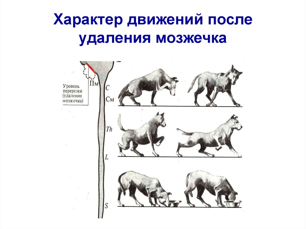 Характер движения. Характер движений после удаления мозжечка. Нарушения при удалении мозжечка. Последствия удаления мозжечка у животных. Атаксия мозжечка у собак.