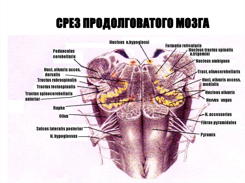 4 продолговатый мозг. Продолговатый мозг поперечный разрез схема. Поперечный срез продолговатого мозга анатомия. Поперечный срез продолговатого мозга ядра. Поперечный срез продолговатого мозга схема.