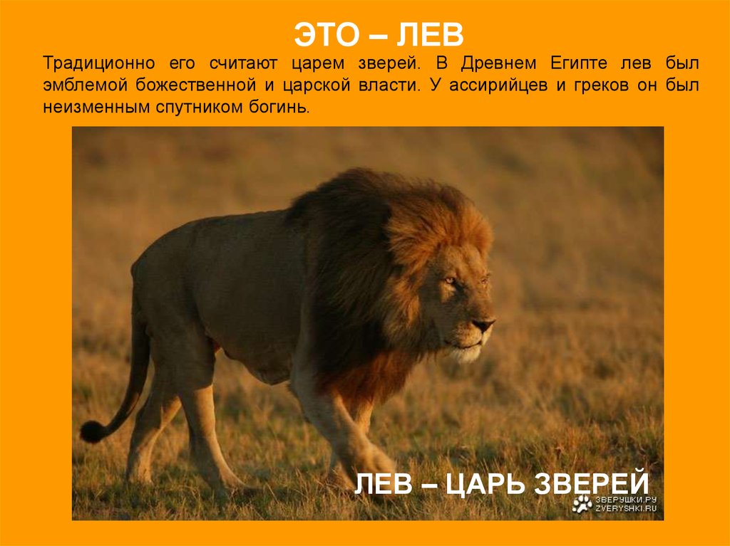 почему именно лев считается царем зверей | Дзен
