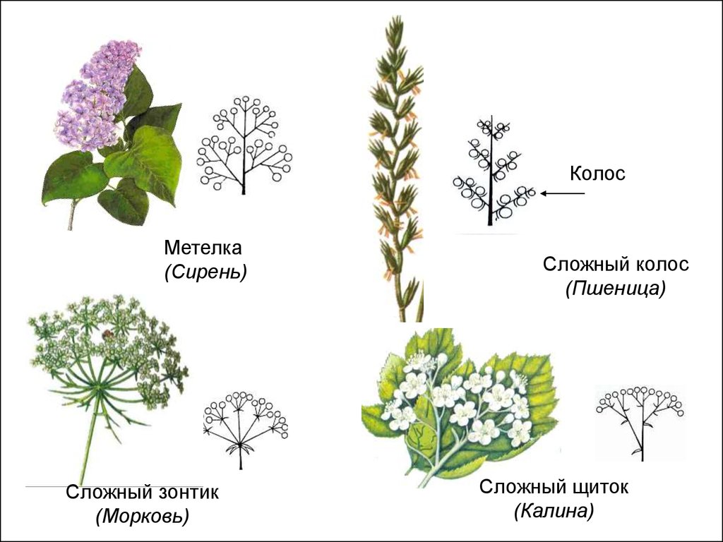 Соцветие какой орган. Схема соцветия тысячелистника. Соцветие метелка. Тысячелистник соцветие. Сложный щиток тысячелистник.