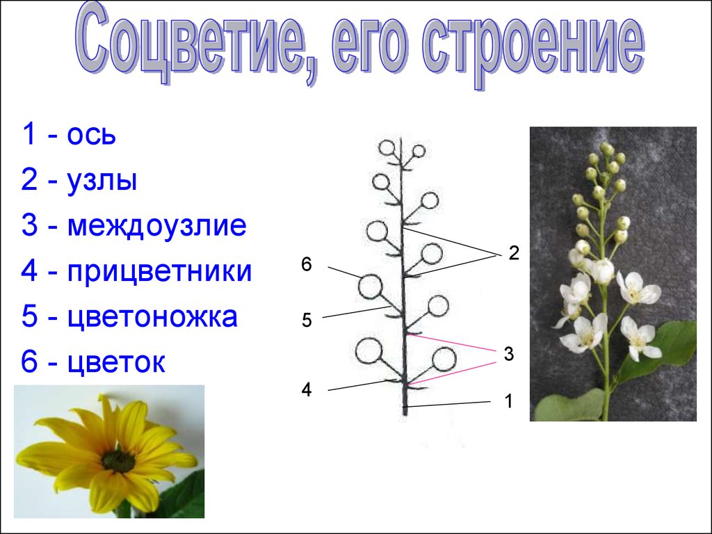 Из какой почки появляется соцветие