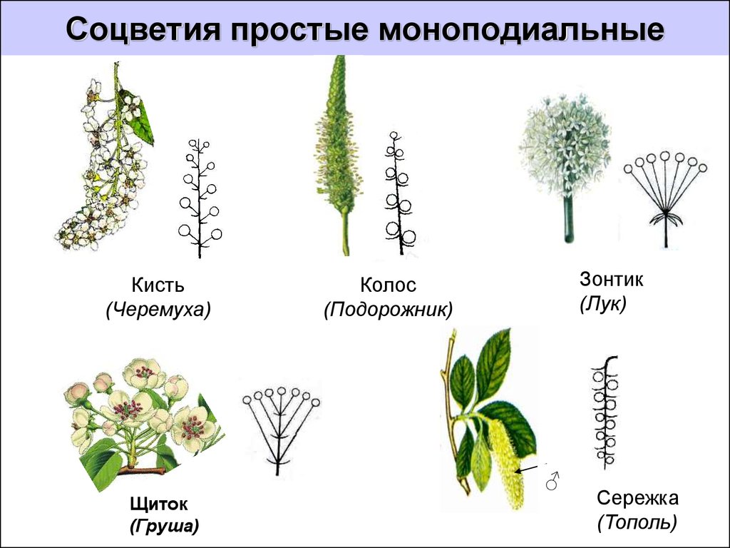 У каких растений есть цветок. Моноподиальные соцветия. Сложное моноподиальное соцветие. Типы соцветий моноподиальные. Сложные моноподиальные соцветия.