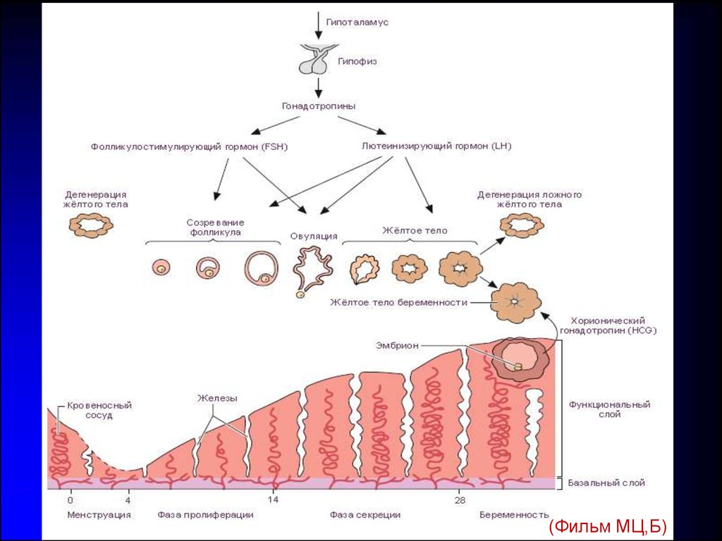 Эндометрий схема. Регуляция гормонами овариально менструального цикла. Схема овариально менструационного цикла гистология. Овариально-менструальный цикл (схема). Менструально овариальный цикл схема.