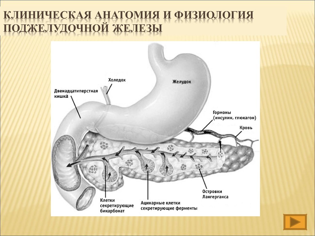 Поджелудочная железа относится к пищеварительной. Строение головки поджелудочной железы. Структура строение поджелудочной железы. Строение поджелудочной железы анатомия. Поджелудочная железа анатомия строение рисунок.