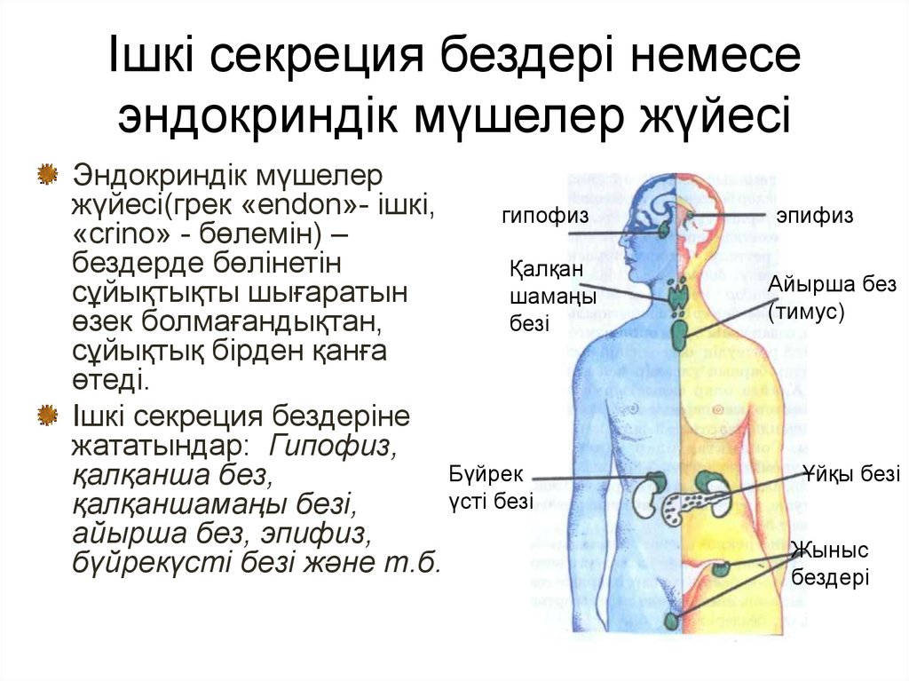 Ішкі секреция бездері презентация