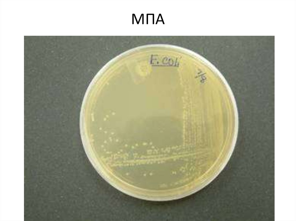 Мпа агар. МПБ питательная среда. Рост сальмонелл на МПА. E. coli на мясопептонном агаре. E coli МПА.