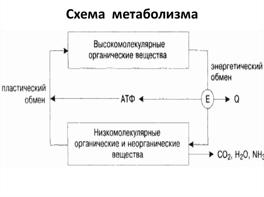 Схема метаболизма