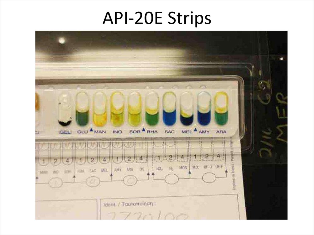 API-20E Strips
