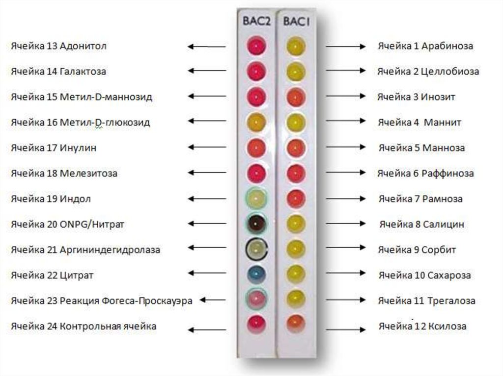Тест-система для идентификации бацилл Микроген Bacillus-ID (MID-66)