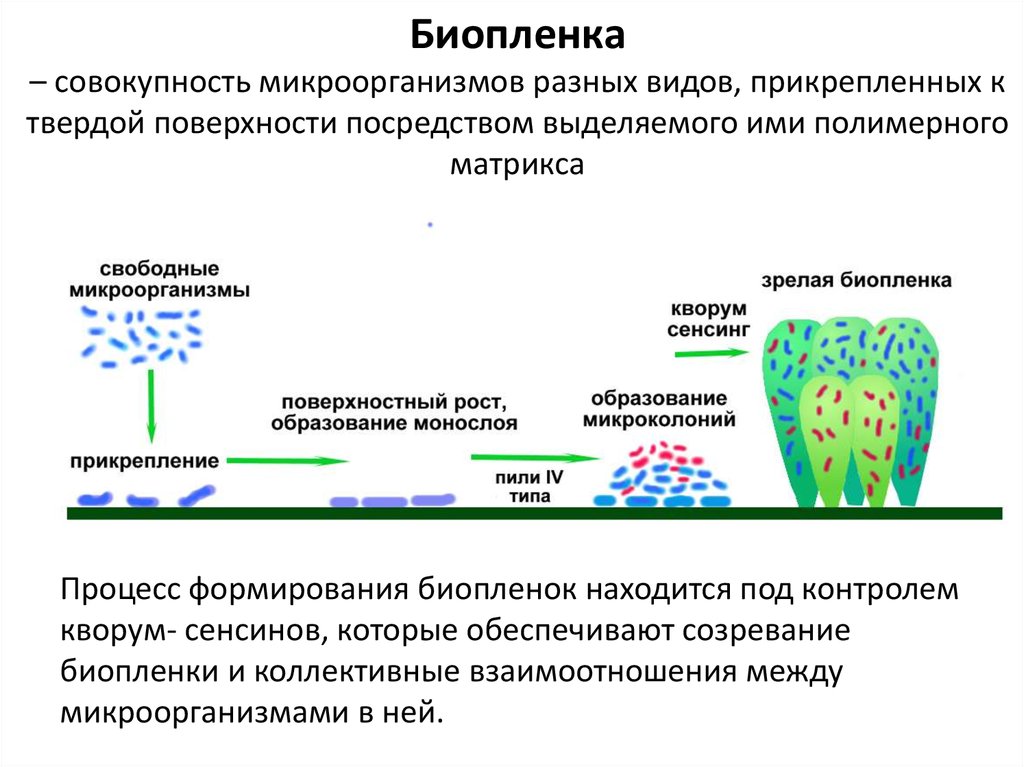 Биопленка – совокупность микроорганизмов разных видов, прикрепленных к твердой поверхности посредством выделяемого ими полимерного мат