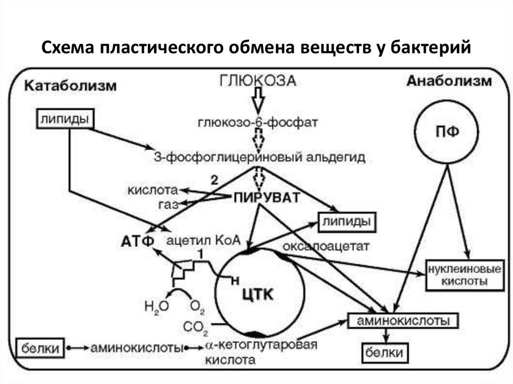 Тип обмена веществ бактерий