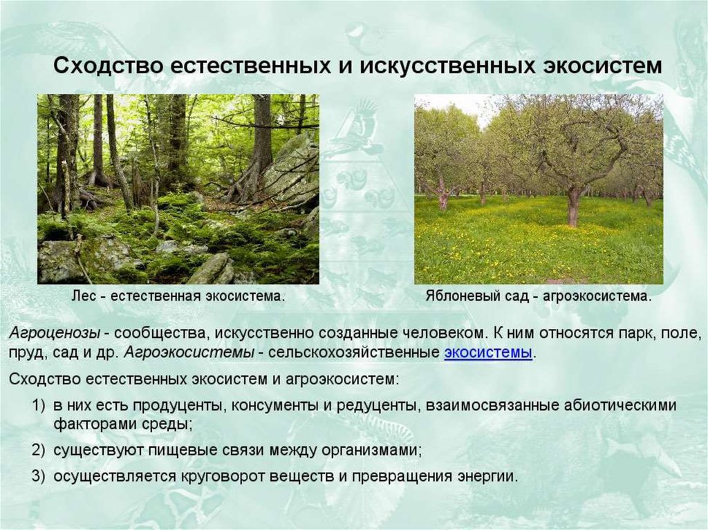 Различие леса. Искусственные сообщества агроэкосистемы. Естественная экологическая система это. Особенности естественной экосистемы. Искусственные растительные сообщества.