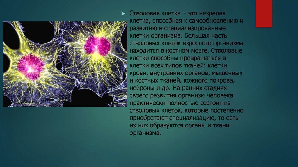 Система способная к самообновлению. Стволовые клетки. Стволовая клетка. Стволовые клетки презентация. Взрослые стволовые клетки.