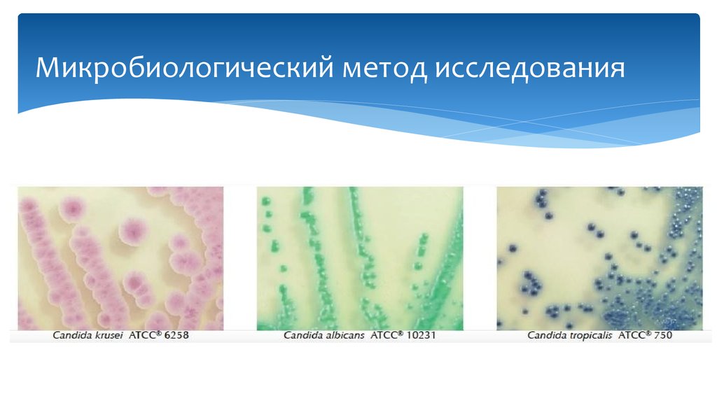 Клиническая микробиология презентация