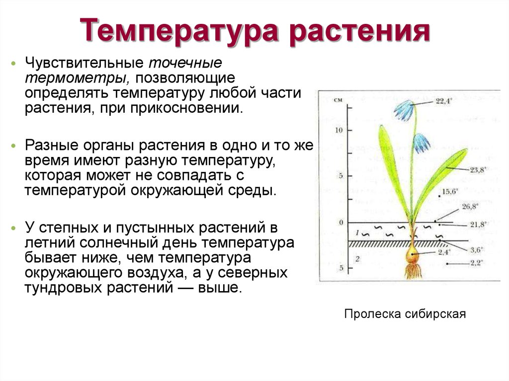 С чем связано повышение температуры воздуха весной. Температура тела растений. Температура для растений. Температурный режим для комнатных растений. Влияние температуры на растения.