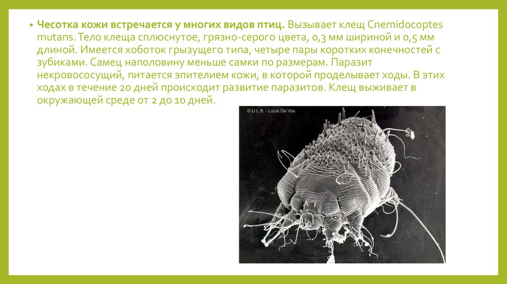 При какой температуре погибает чесоточный клещ. Чесотка (вызывается микроскопическими паразитами).. Клещи, вызывающие чесотку.