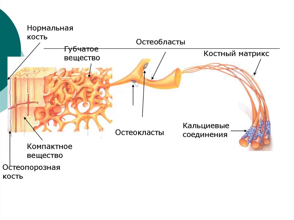 Костная ткань остеобласты. Деминерализованный костный Матрикс. Органический Матрикс костной ткани. Остеокласт строение гистология. Остеоцит строение костный Матрикс.