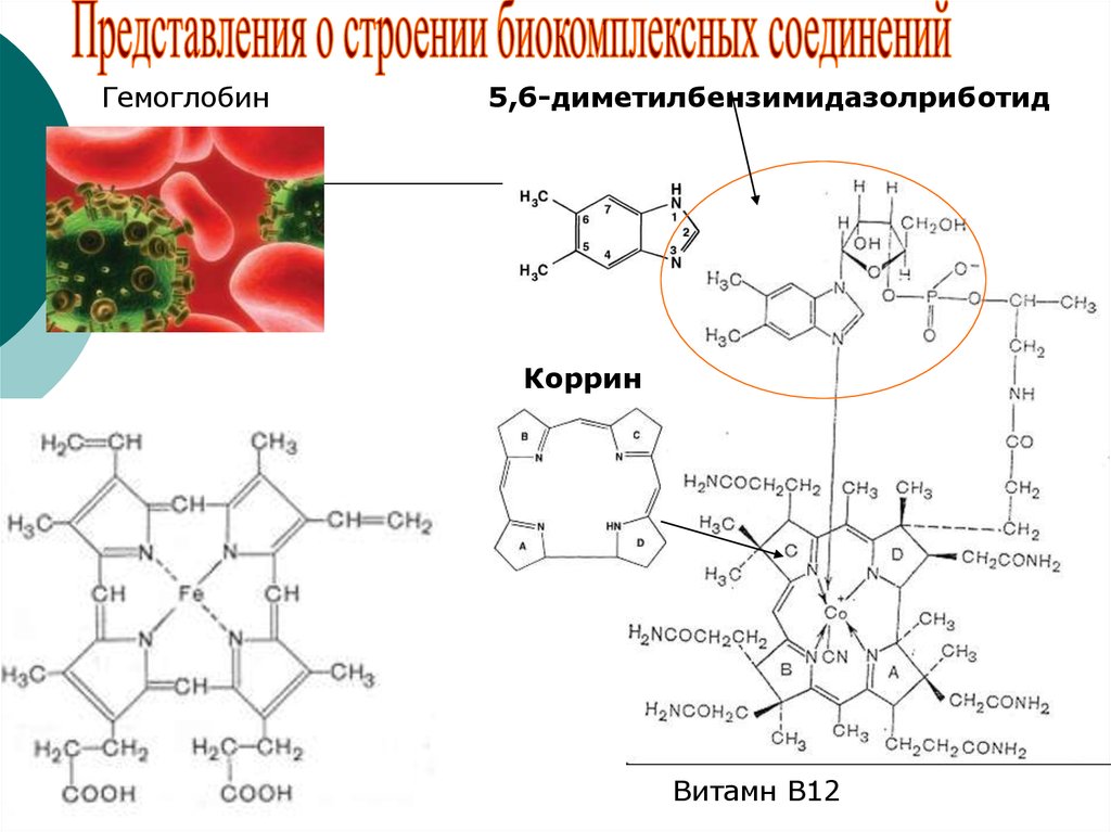 Соединения гемоглобина. Соединения гемоглобина схема. Соединения гемоглобина физиология. Карбогемоглобин это соединение гемоглобина с. Гемоглобин комплексное соединение.