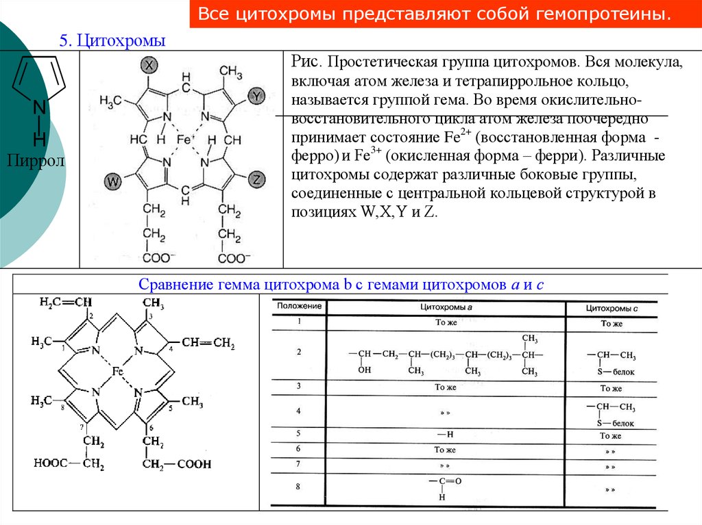 Цитохромоксидаза схема строения