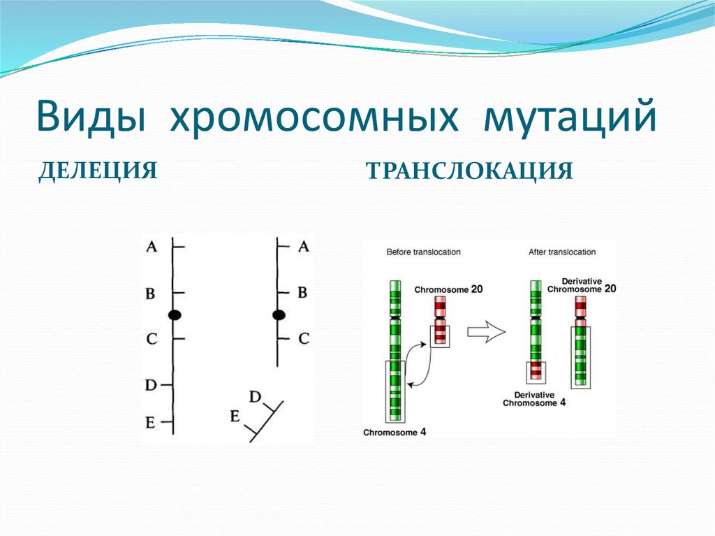 Схема виды хромосомных мутаций