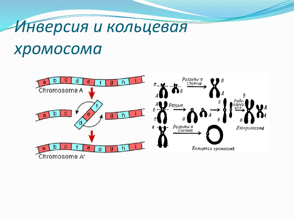 Кольцевая 4 хромосома. Перицентрическая инверсия хромосомы. Кольцевая хромосома. Возникновение кольцевых хромосом. Хромосомная инверсия.