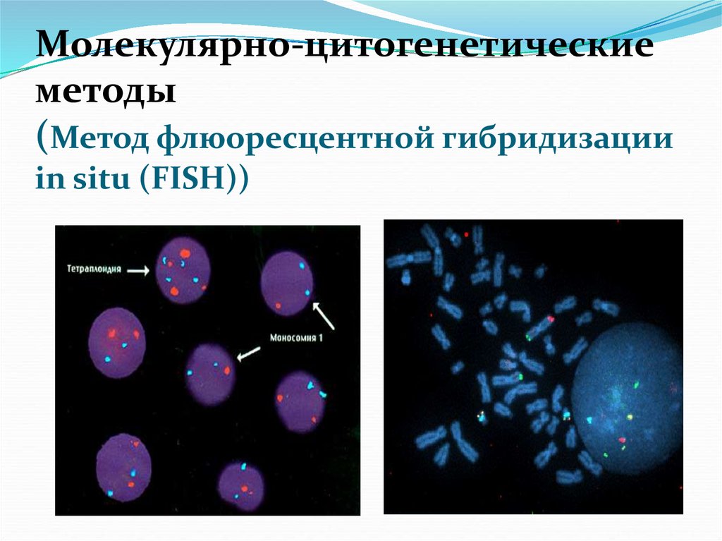 Цитогенетический метод картинки