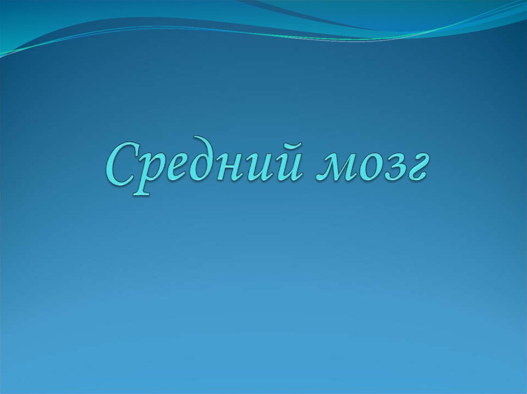 Средний мозг