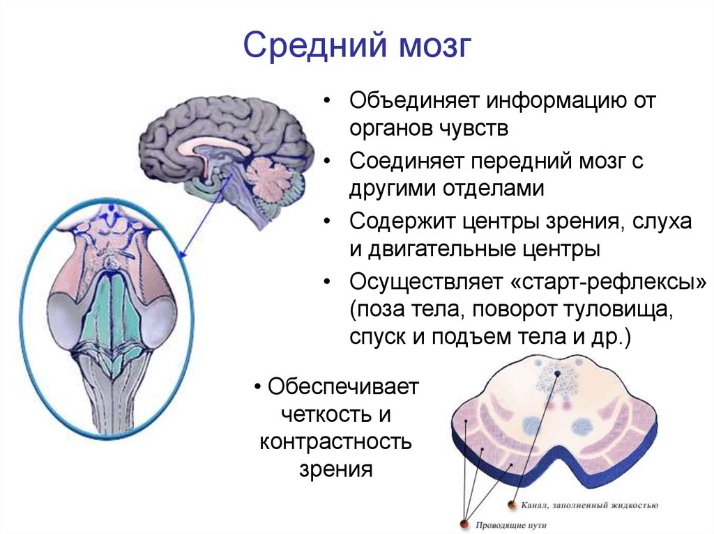 Передний мозг