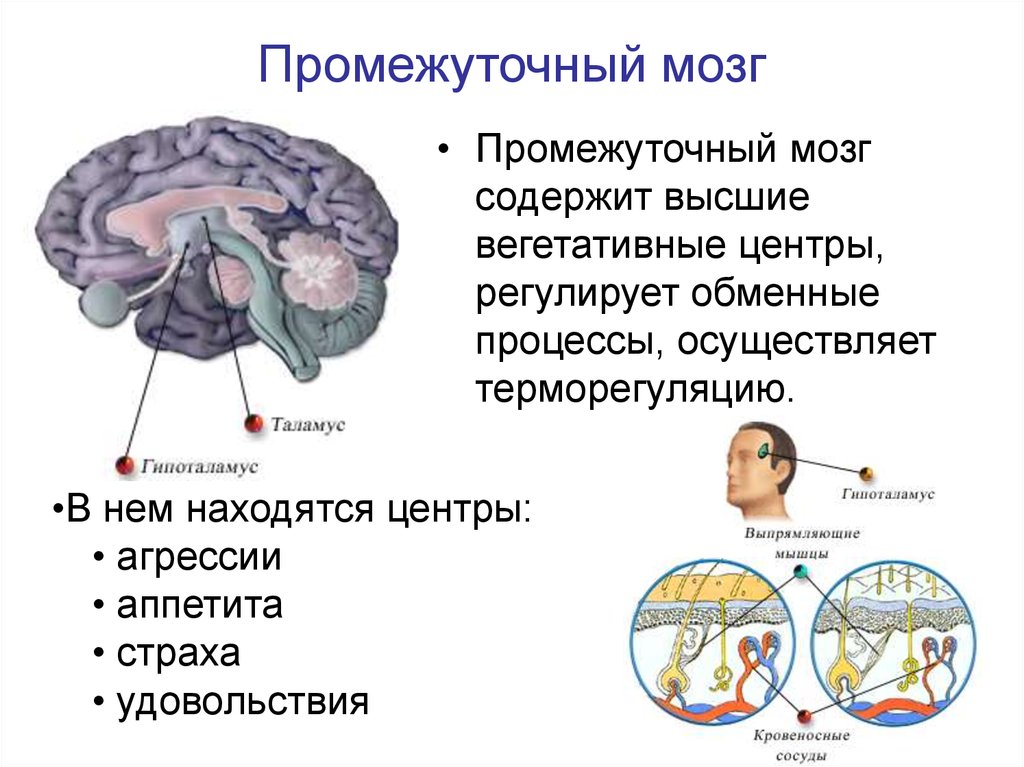 Размер переднего мозга