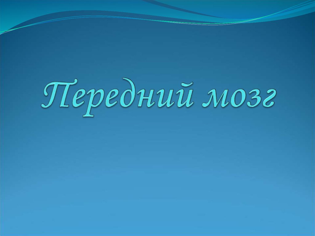 Передний мозг