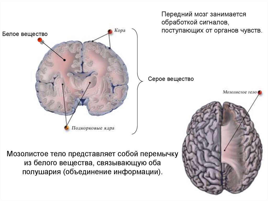 Функции серого вещества головного мозга. Отделы головного мозга передний мозг. Головной мозг состоит из белого и серого вещества. Уровень организации серого вещества головного мозга. Белое вещество и мозолистое тело головного мозга.