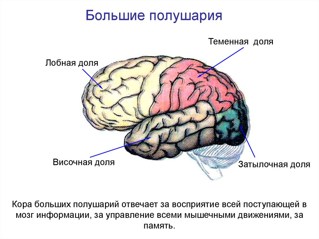 Какой цифрой на рисунке обозначена доля головного мозга в которой расположена слуховая зона