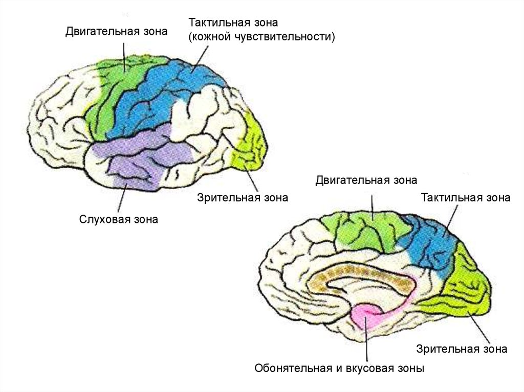 Чувствительные зоны коры больших полушарий. Зоны чувствительности коры головного мозга. Обонятельная зона коры головного мозга. Вкусовая зона обонятельная зона и зона чувствительности. Обонятелшьная вкусовая зоны мозга.