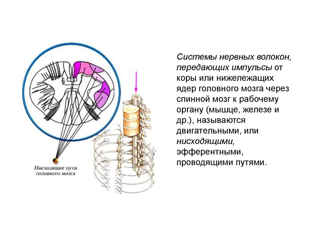 Нисходящий нерв. Передача нервных импульсов от мышц в спинной. Передача импульса от спинного мозга к головному. Импульсы от головного мозга к органу. Передают импульсы от спинного и головного мозга к мышцам.