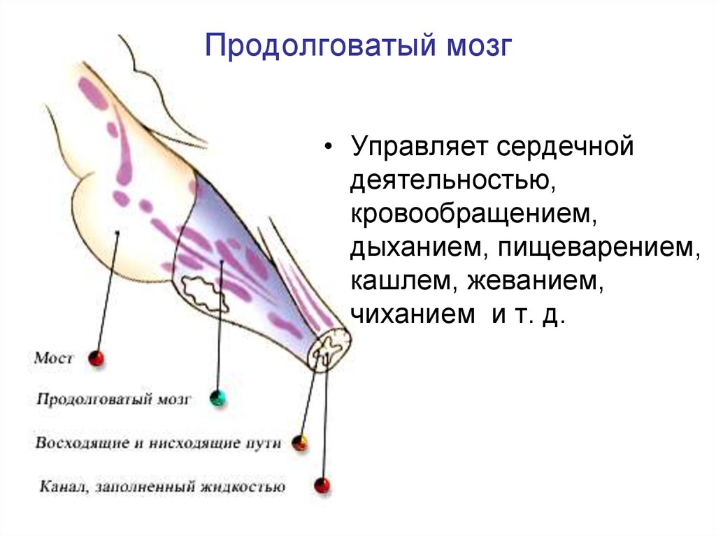 Продолговатый мозг