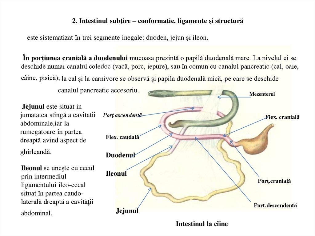 enzime intestin subtire